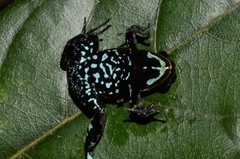 Mantella ebenaui