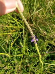 Stachytarpheta angustifolia