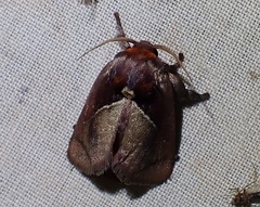 Eloasa