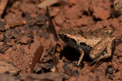 Stumpffia pygmaea