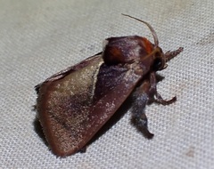 Eloasa