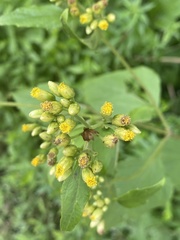 Schistocarpha eupatorioides