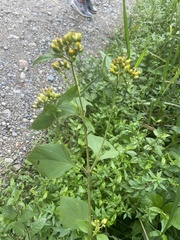 Schistocarpha eupatorioides