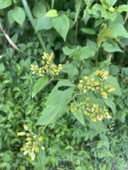 Schistocarpha eupatorioides