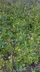 Ranunculus micranthus
