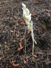 Cephalanthera austiniae