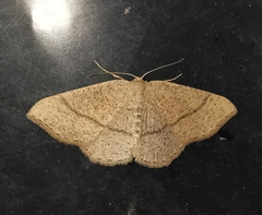 Cyclophora ruficiliaria