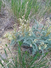 Astragalus drummondii