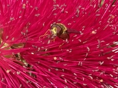 Syrphus opinator