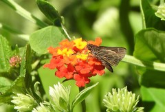 Vehilius stictomenes