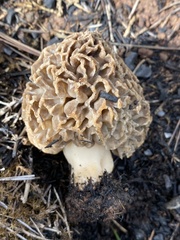 Morchella dunensis