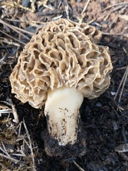 Morchella dunensis
