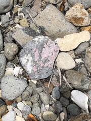 Homotrema rubrum