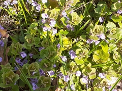 Glechoma hederacea