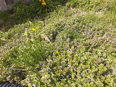 Glechoma hederacea