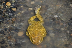 Rhinella limensis