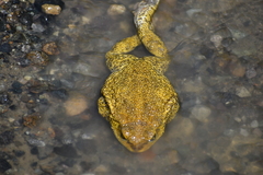 Rhinella limensis