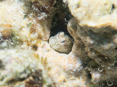 Glyptoparus delicatulus