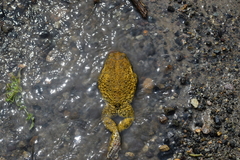 Rhinella limensis