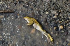 Rhinella limensis