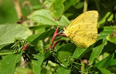 Phoebis argante