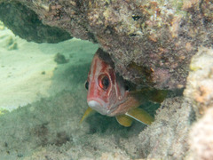 Sargocentron spiniferum