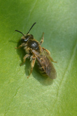 Andrena chrysosceles