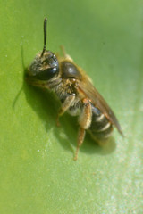 Andrena chrysosceles