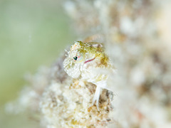 Glyptoparus delicatulus