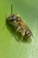 Andrena chrysosceles