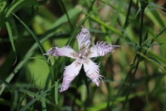 Dianthus hyssopifolius