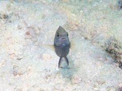 Chrysiptera biocellata