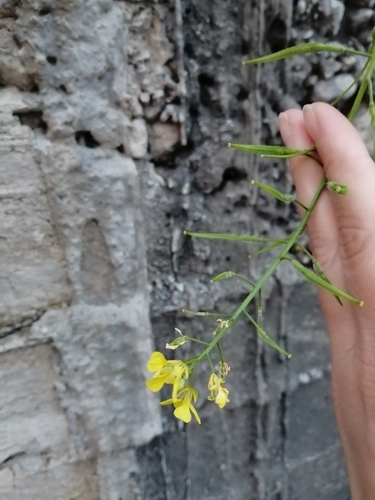 Sinapis alba iNat (1)