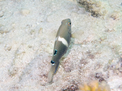 Chrysiptera biocellata