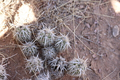 Grusonia clavata