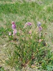 Astragalus bisulcatus
