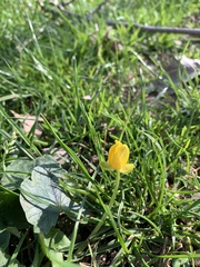 Ficaria verna