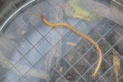 Geophilus flavus