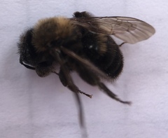Andrena
