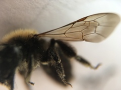 Andrena