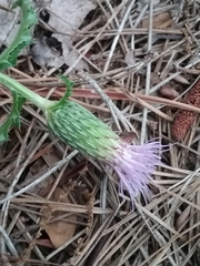 Cirsium repandum