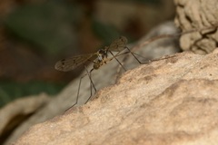 Ptychoptera albimana