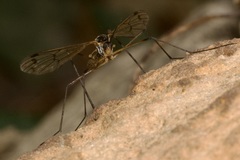 Ptychoptera albimana