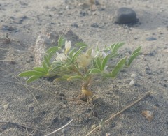 Lupinus pusillus intermontanus