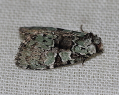 Leuconycta lepidula
