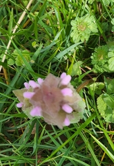 Lamium purpureum