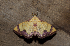 Isocentris