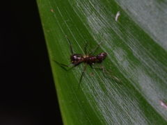 Camponotus substitutus
