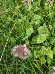Lamium purpureum