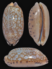 Mauritia scurra